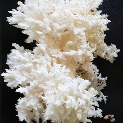 Φρέσκο μανιτάρι Λευκό Κοράλι